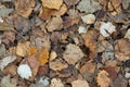 Dead autumn leaves horizontal photo
