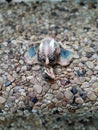 Dead baby bird on stairs