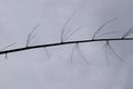 Dead bamboo tree bark without leaves, silhouette nature and white background Royalty Free Stock Photo