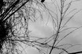 The dead bamboo tree under a cloudy sky at monsoon nature in South Asian country Bangladesh