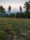 A dead bare tree against a coniferous forest on a mountain at dusk Royalty Free Stock Photo