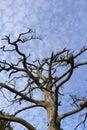 Dead barkless standing pine Royalty Free Stock Photo