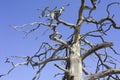 Dead barkless standing pine tree