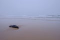 Dead beached Sea Lion, Otariinae, at the coast of Santa Teresa National Park near Cabo Polonio, Rocha, Uruguay Royalty Free Stock Photo