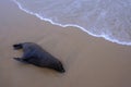 Dead beached Sea Lion, Otariinae, at the coast of Santa Teresa National Park near Cabo Polonio, Rocha, Uruguay Royalty Free Stock Photo