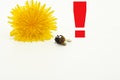 Dead bee cut out on white background Royalty Free Stock Photo