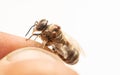Dead bee infected with varroa mite in beekeeper& x27;s hand, close-up selective focus Royalty Free Stock Photo