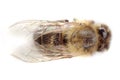 dead bee isolated Royalty Free Stock Photo