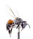 A dead bee on a pinhead Royalty Free Stock Photo