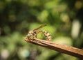 Dead bee stuck to a log Royalty Free Stock Photo