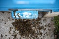 Dead bees hive on the cover after the winter. Dead insects. Dead honey bees - poisoned by pesticides and GMOs. Selective focus