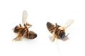 Dead bees on white background