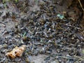 Dead bees near the beehive in the apiary. Pesticides poisoned by