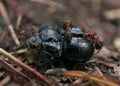 Dead beetle with ants Royalty Free Stock Photo