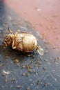 A dead beetle and many red ants surrounding it and taking away its body parts for their food.