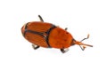 Dead beetle of Red Palm Weevil