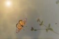 Dead betterfly flooding in water surface and sun light Royalty Free Stock Photo