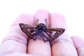 The dead big spider is placed on hand Royalty Free Stock Photo