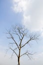 Dead big tree with blue sky