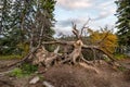 Dead big tree with dry root damage from storm uproot Royalty Free Stock Photo