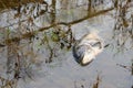 Dead bighead carp in a tributary of the Elbe near Magdeburg