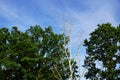 A dead birch between radiantly healthy oaks