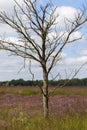 Dead birch tree - moor