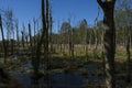 Dead birch trees - in the moor