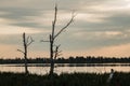 Dead birch trees in the swamp during sunset