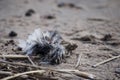 Dead bird on the beach is close Royalty Free Stock Photo