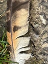 Dead bird feathers on the ground Royalty Free Stock Photo