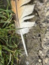 Dead bird feathers on the ground Royalty Free Stock Photo
