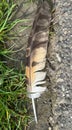 Dead bird feathers on the ground Royalty Free Stock Photo