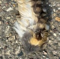 Dead bird feathers on the ground Royalty Free Stock Photo