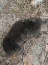 Dead bird on the sand and flies. Royalty Free Stock Photo