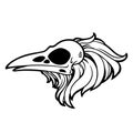 Dead bird skull with feathers