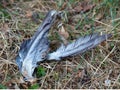 Dead bird wings on the grass Royalty Free Stock Photo