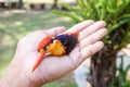 Dead Black-backed Kingfisher bird in the hand Royalty Free Stock Photo