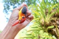 Dead Black-backed Kingfisher bird in the hand Royalty Free Stock Photo