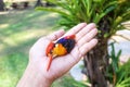 Dead Black-backed Kingfisher bird in the hand Royalty Free Stock Photo