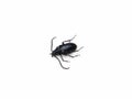 dead black beetle isolated on white background