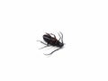 dead black beetle isolated on white background
