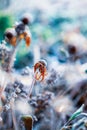 Dead Black-eyed Susan or Rudbeckia Hirta Flowers Frozen with Frost