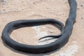 A dead black mamba - Dendroaspis polylepis -  on a white sandy road. The snake has no visible injuries and still looks alive.  The Royalty Free Stock Photo