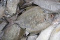 A dead black pomfret for sale at a wet market