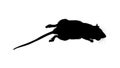 Dead Black Rat Silhouette Vector