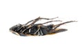Dead black roach cockroach