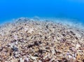 Dead, bleached coral reef