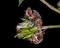 Dead Blow Fly Royalty Free Stock Photo