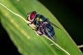 Dead Blow Fly Royalty Free Stock Photo